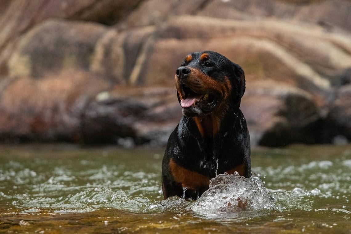  Rottweiler sitting in a river. 