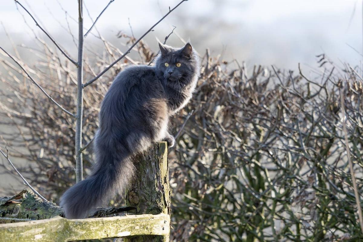  A Blue Smoke Maine Coon sitting outside.