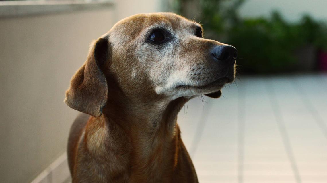 Family Cat Refuses to Leave 20-Year-Old Dachshund's Side After He Enters Hospice Care 