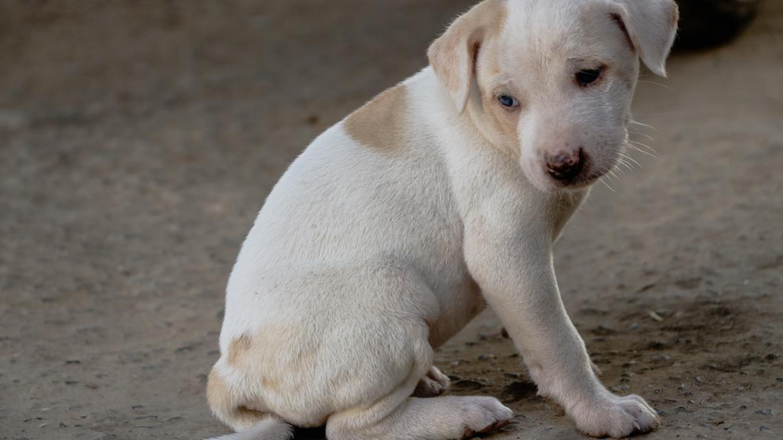 Scared Puppy Rescued From Dollar General Falls in Love With the Dog Mom Who Saved Her 