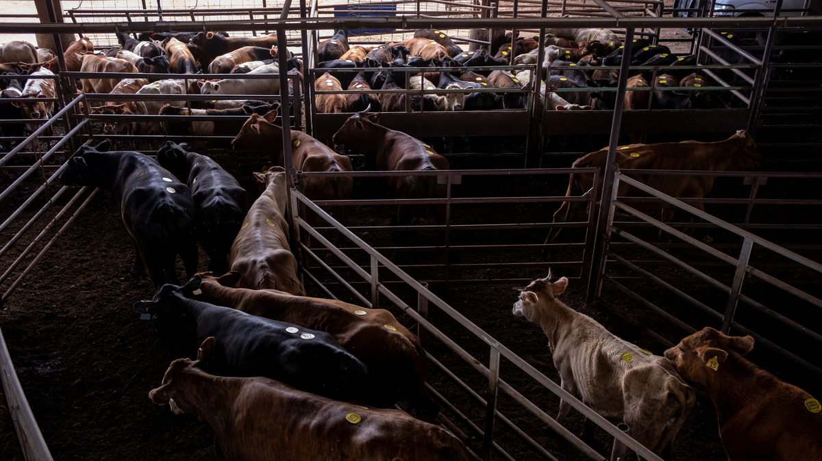 Cattle are prepared for auction at Giddings Livestock in Giddings, Texas, U.S. May 4, 2026.  REUTERS/Joel Angel Juarez
