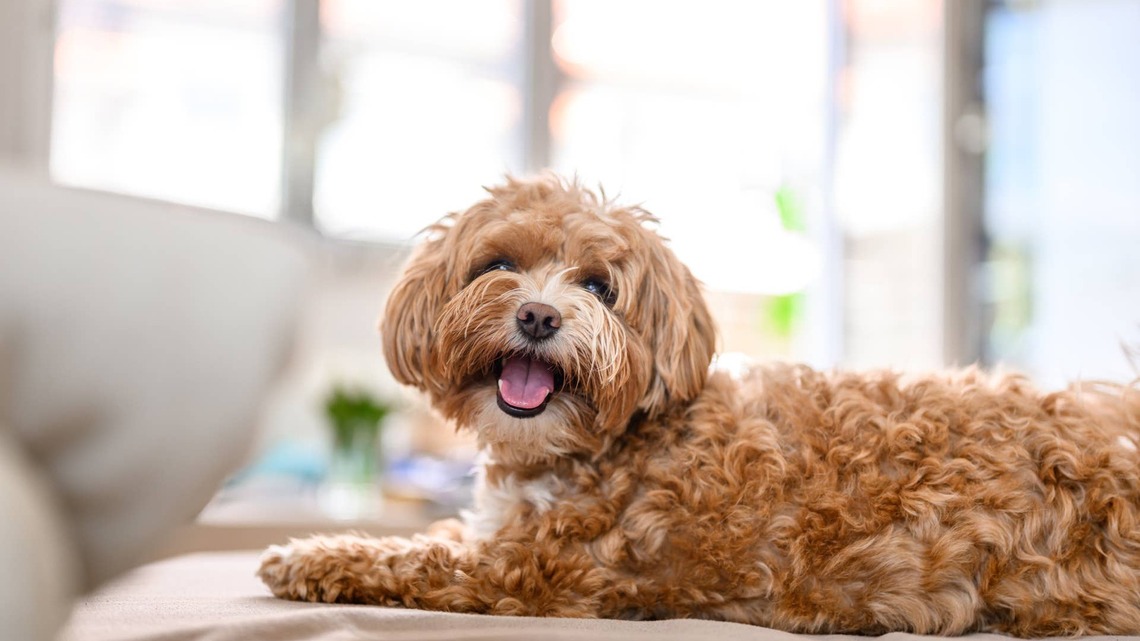 Maltipoo Has the Cutest Way To Get a Better View Out the Window
