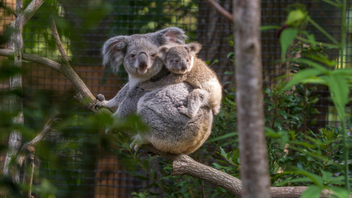 Palm Beach Zoo offers free tickets for West Palm, county employees 