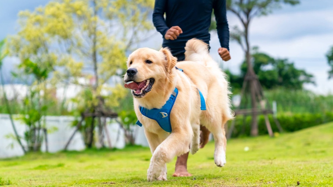 Your Dog Has Been Training With You All Along-Now Iams and Strava Are Giving Them a Marathon of Their Own 
