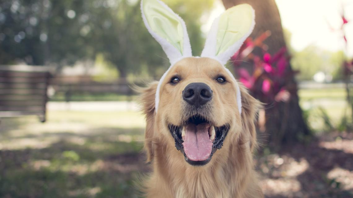 Two Golden Retrievers Delivered Perfection in Their Easter Bunny Photos 