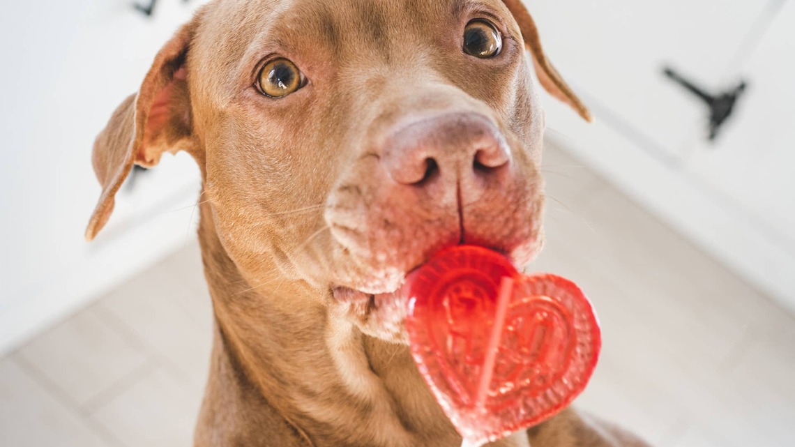 Pit Bull Tries a Sour Lollipop, and His Reaction Is Absolutely Hysterical
