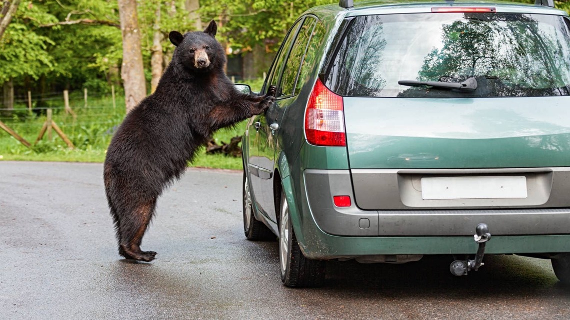 Black Bear Sets Up Shop in Colorado Man's Truck Like He's Got Important Places to Be 