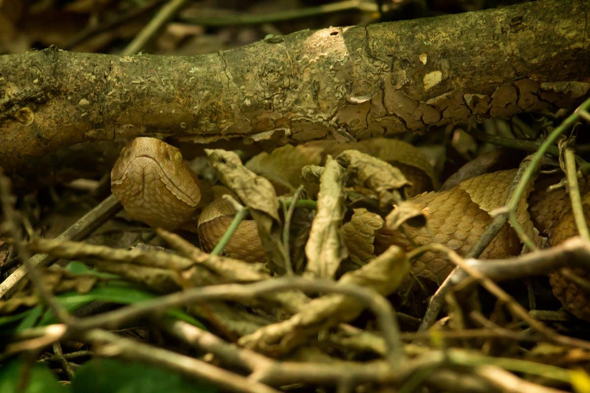  A copperhead snake blending into forest floor in Georgia woodlands.