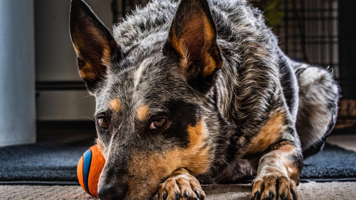 'Ball-Obsessed' Dog Shows Baby How to Throw the Ball, and People Can't Get Enough 
