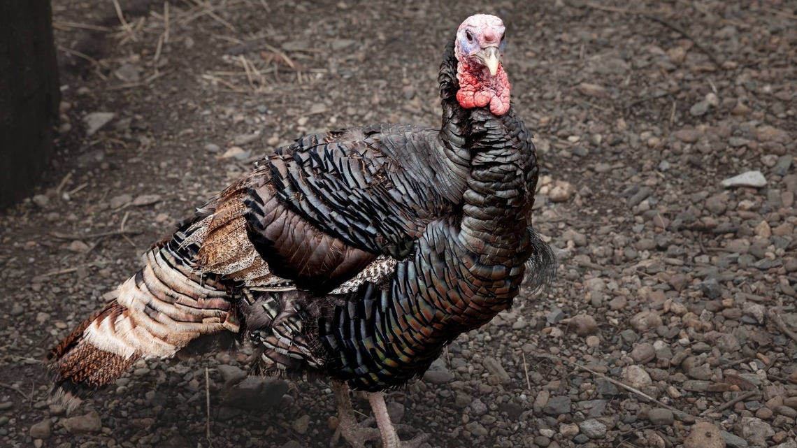 Tabby Cat Leads a Gaggle of Turkeys Like He's Their Tiny Tour Guide