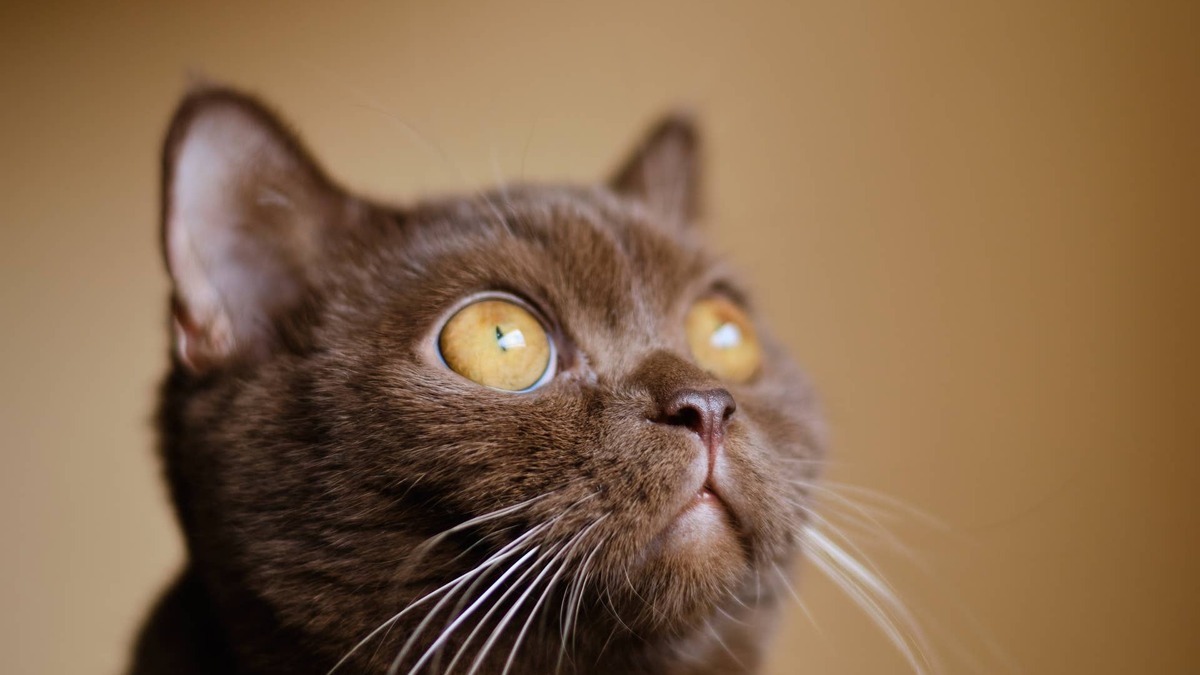 This Stunning British Shorthair Cat Is the Definition of Cozy Season