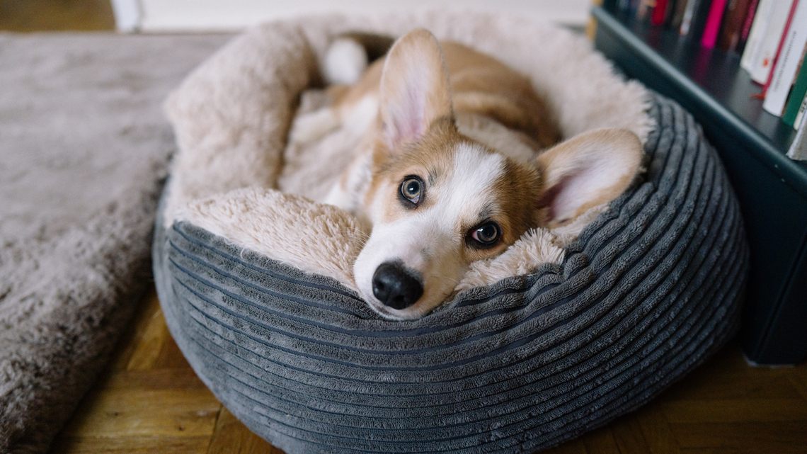 Keep Your Furry Friends Comfy With These Top-Rated Pet Beds, All on Sale at Amazon 