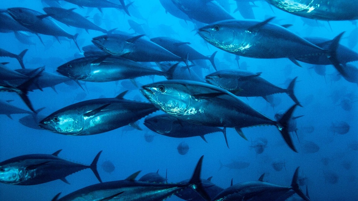 Safe Catch's Rigorous Mercury Testing Shows Tuna Can Be Safe