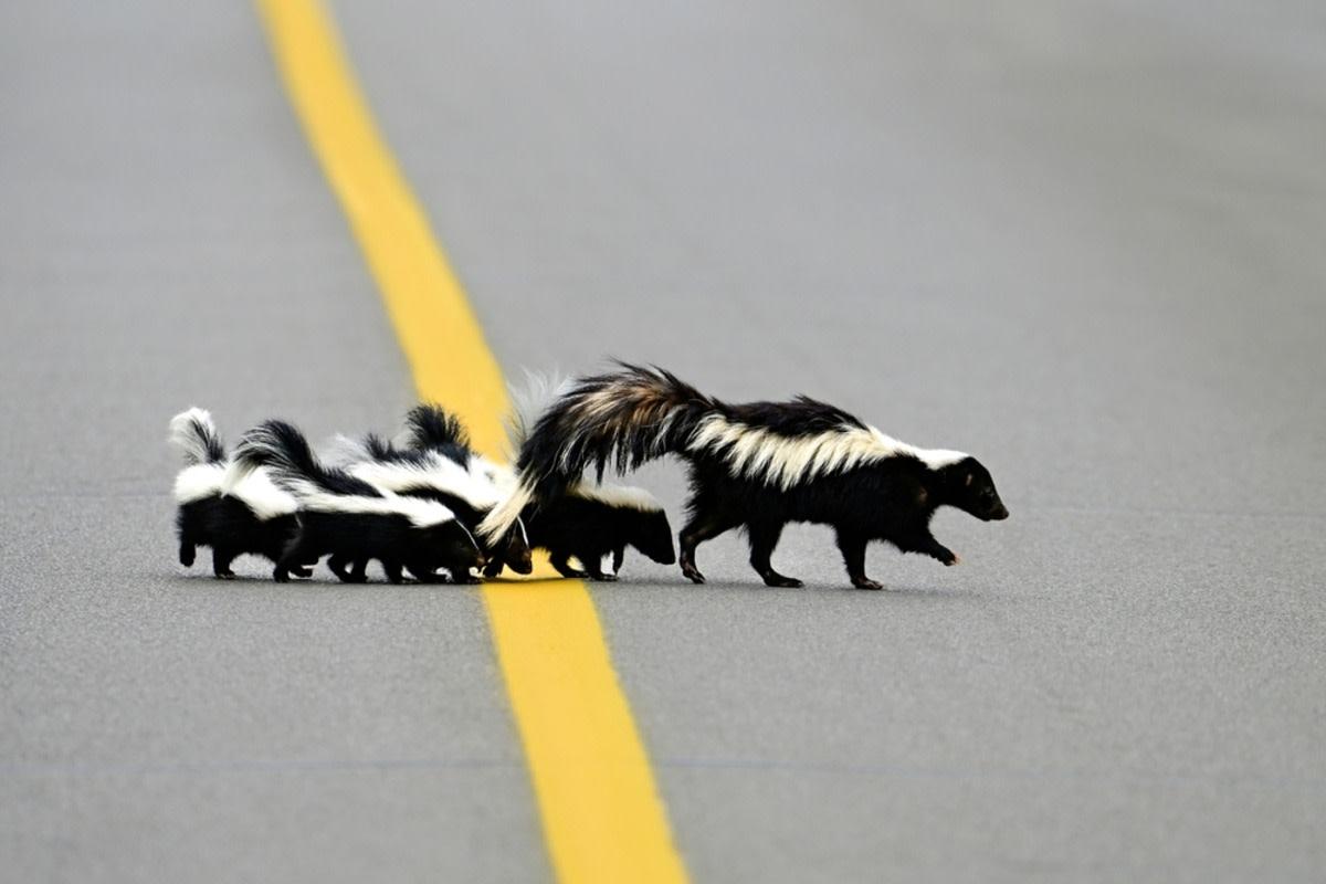 Skunk with babies crossing the road.