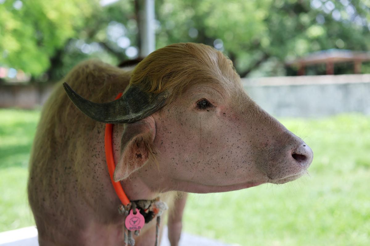 An albino buffalo nicknamed after U.S. President Donald Trump that recently went viral and was spared from sacrifice ahead of Eid al-Adha, after being moved to the Bangladesh National Zoo for public display, in Dhaka, Bangladesh, May 28, 2026. REUTERS/Mohammad Ponir Hossain