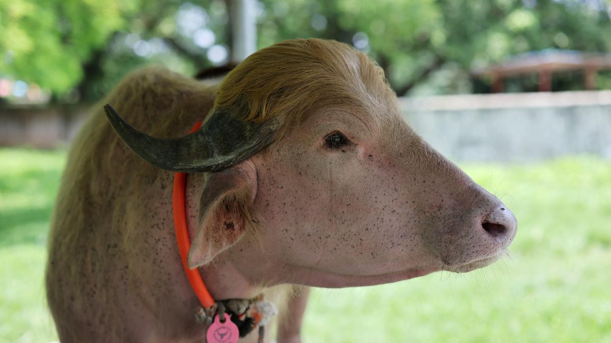 An albino buffalo nicknamed after U.S. President Donald Trump that recently went viral and was spared from sacrifice ahead of Eid al-Adha, after being moved to the Bangladesh National Zoo for public display, in Dhaka, Bangladesh, May 28, 2026. REUTERS/Mohammad Ponir Hossain