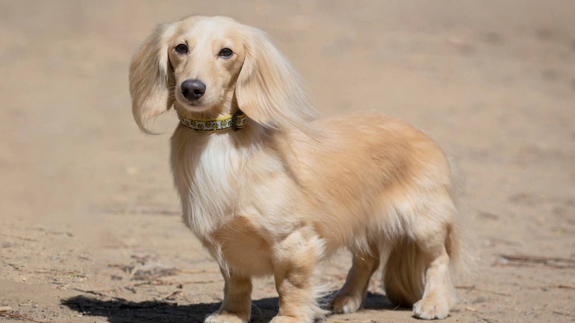 Mini Dachshund's Reaction to Wanting to Go on a Walk Is Too Cute to Miss 