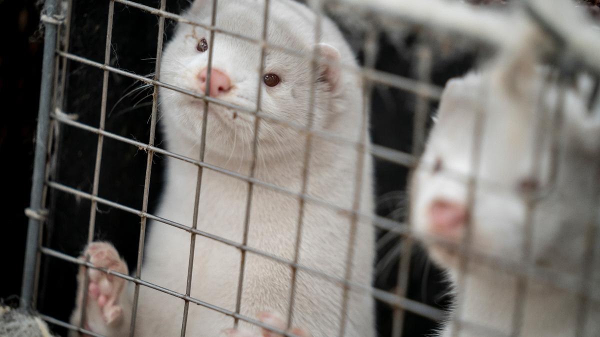 Henrik Nordgaard Hansen and Ann-Mona Kulsoe Larsen kill their herd, which consists of 3000 mother minks and their cubs, on their farm near Naestved, Denmark, Friday Nov. 6, 2020. More than a quarter million Danes have gone into lockdown in a northern region of the country where a mutated variation of the coronavirus has infected minks being farmed for their fur, leading to an order to kill millions of the animals. (Mads Claus Rasmussen/Ritzau Scanpix via AP)