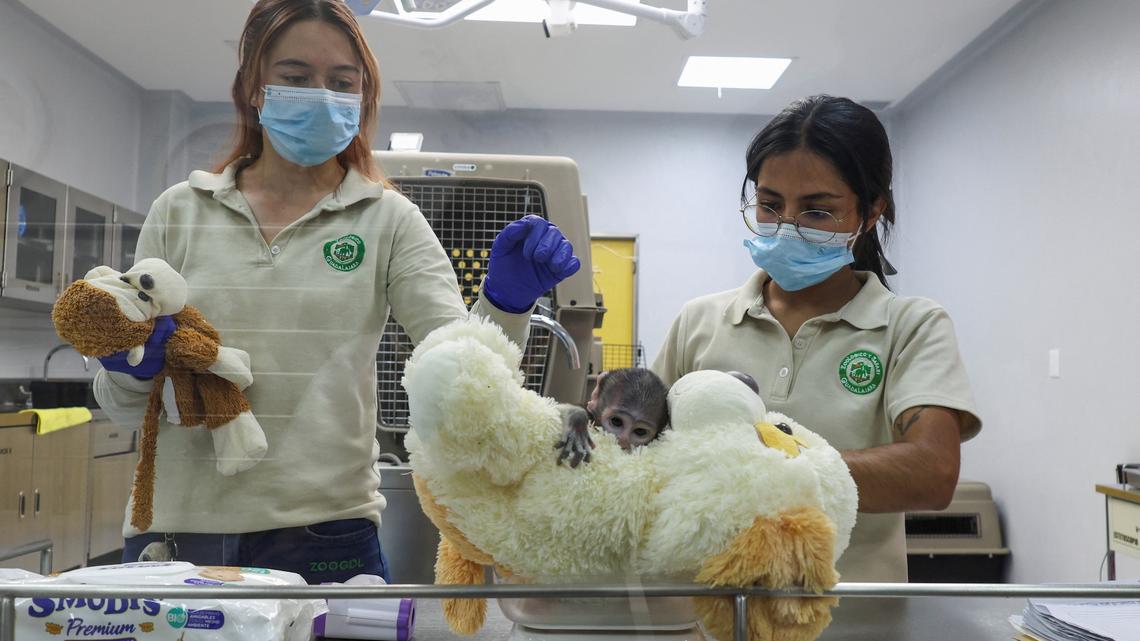 Veterinarians check Yuji, a patas monkey (Erythrocebus patas) born in early March, being cared for at the Guadalajara Zoo's Integral Centre of Animal Medicine and Wellbeing (CIMBA) after his mother was unable to care for him, as he clings to a plush dog, in Guadalajara, Mexico, April 15, 2026. REUTERS/Michelle Freyria