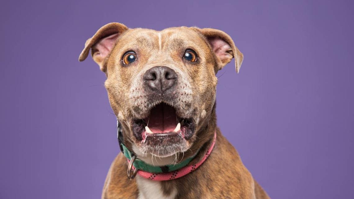 'Velcro' Pit Bull Bursts in on Mom-and What She Does Next Is So Polite 