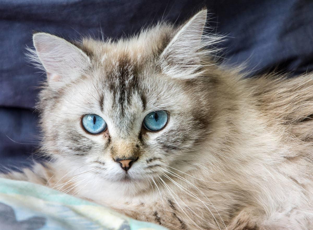  A ride-or-die fluffy cat breed.