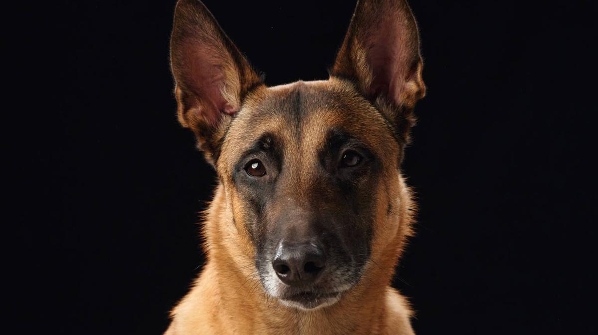 Intense Belgian Malinois.