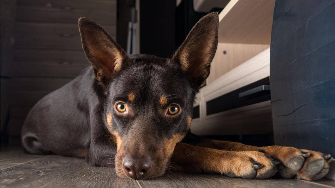 Senior Kelpie Mix Keeps Getting Passed Over at the Shelter Because He's So Scared 