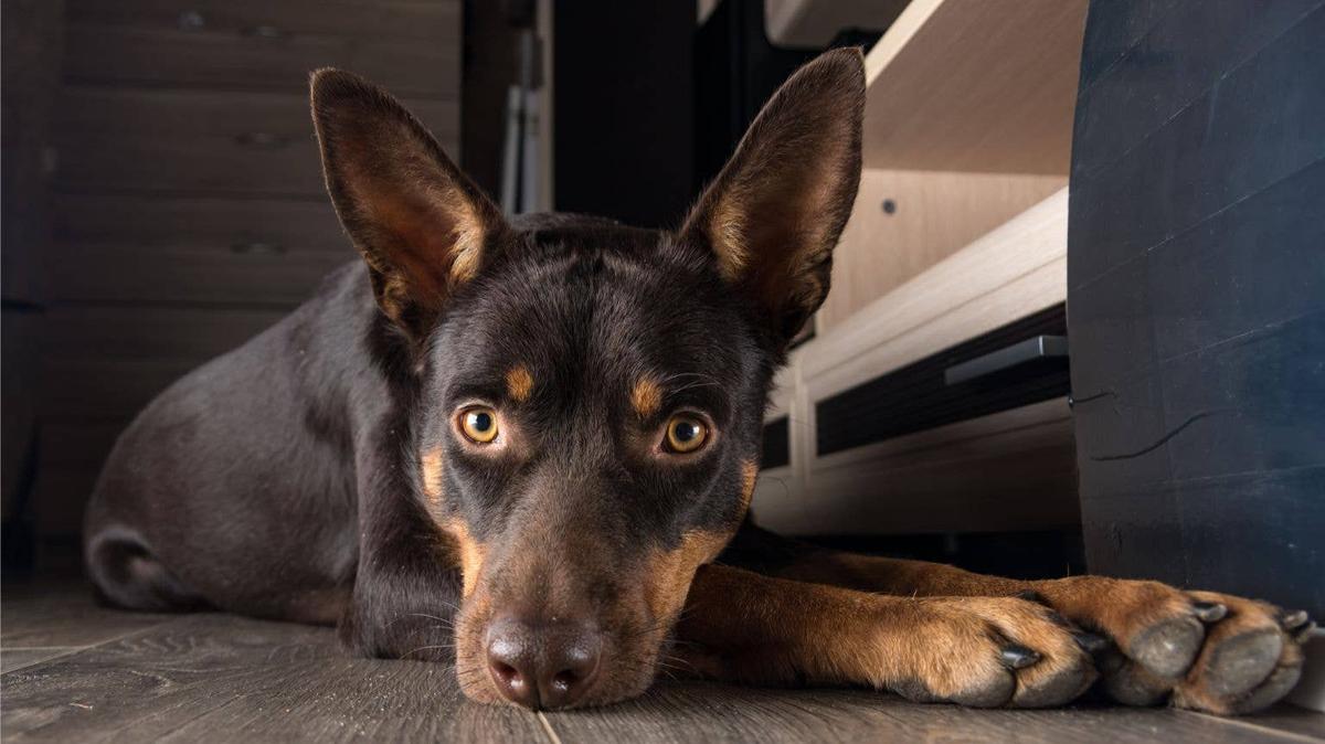 An Australian Kelpie dog lying on the floor. 