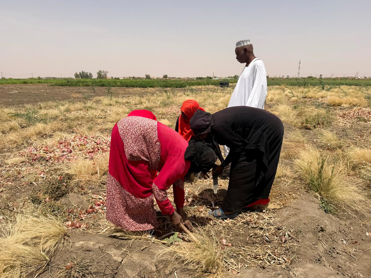 Sudanese female farmers work on the land, as the farm owner stands beside them, during the harvest season in southern Omdurman, Sudan, May 16, 2026. REUTERS/El Tayeb Siddig