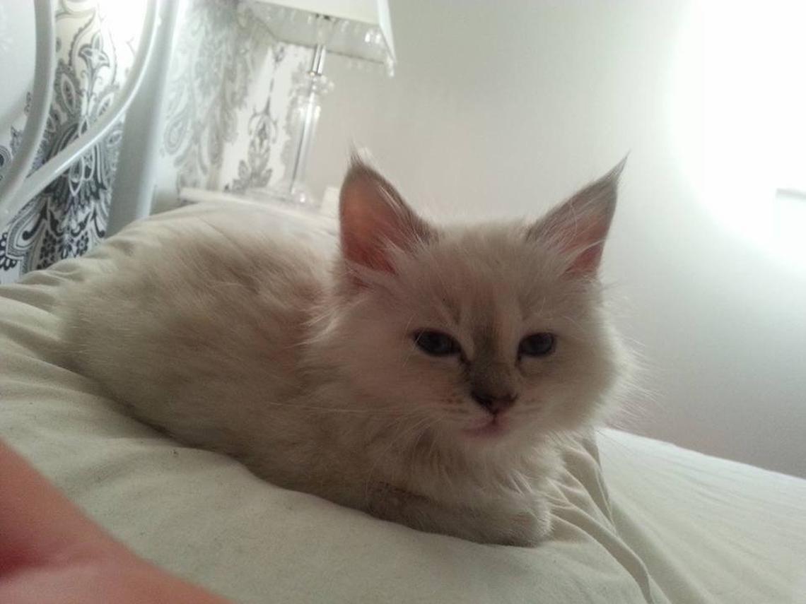  Binky the cat disappeared 10 years ago. (Warren Croft via SWNS) 