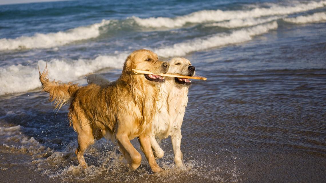 Two Golden Retrievers on a Sunset Beach Date Are Melting Hearts