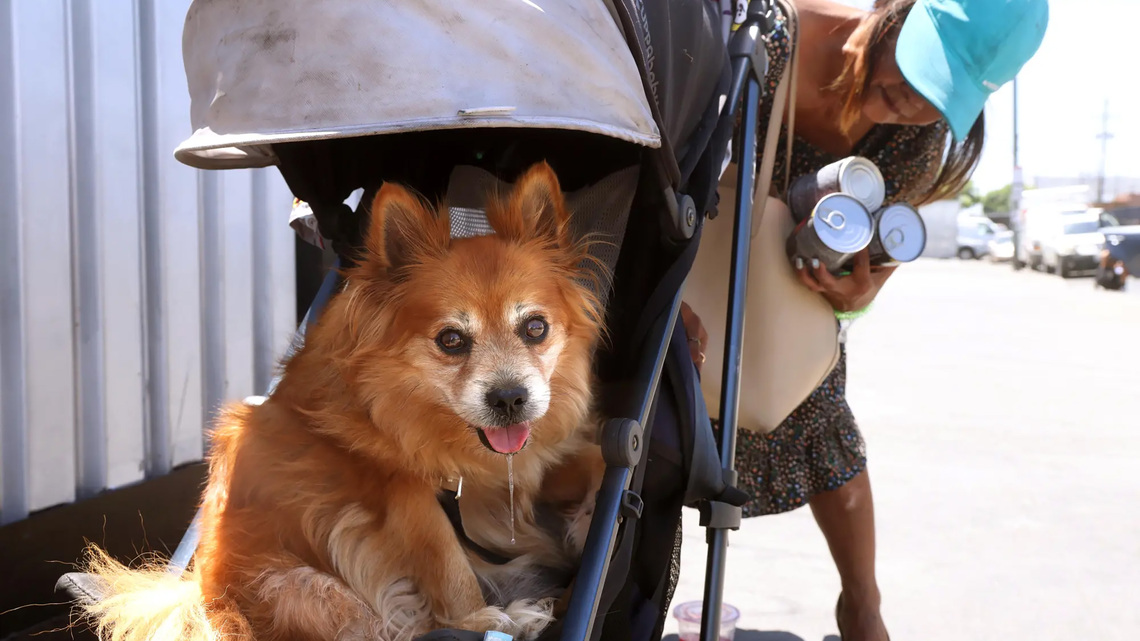 Commentary: The spay-neuter mandate does needless harm to Angelenos 