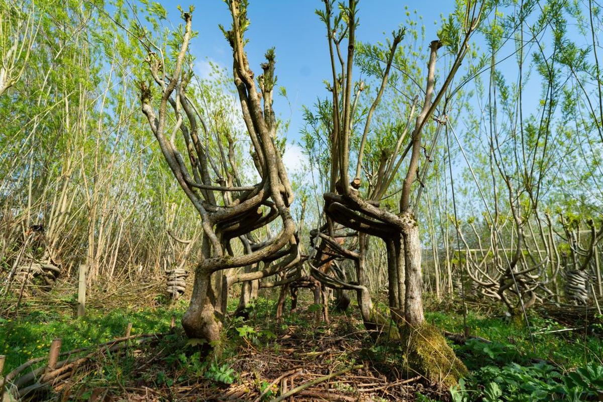  The 'furniture orchard' where chairs are grown on trees. (Tom Maddick via SWNS) 