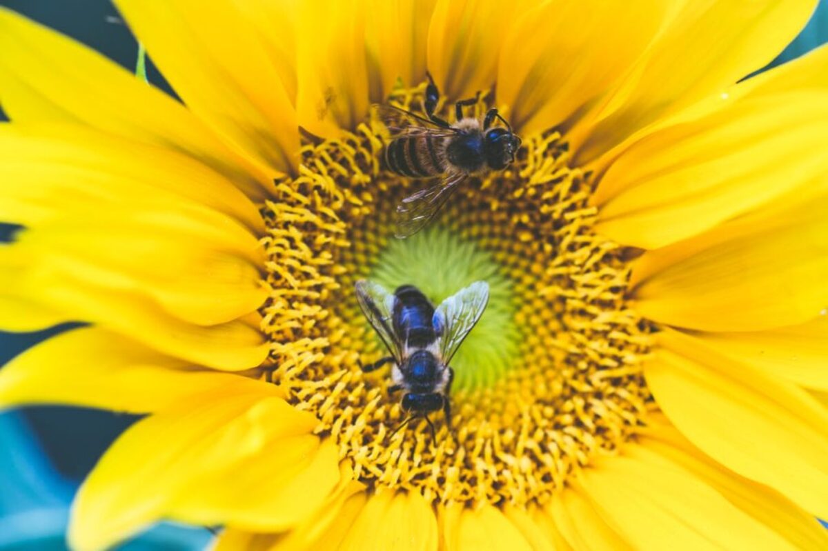  (Photo by Markus Spiske via Pexels) 