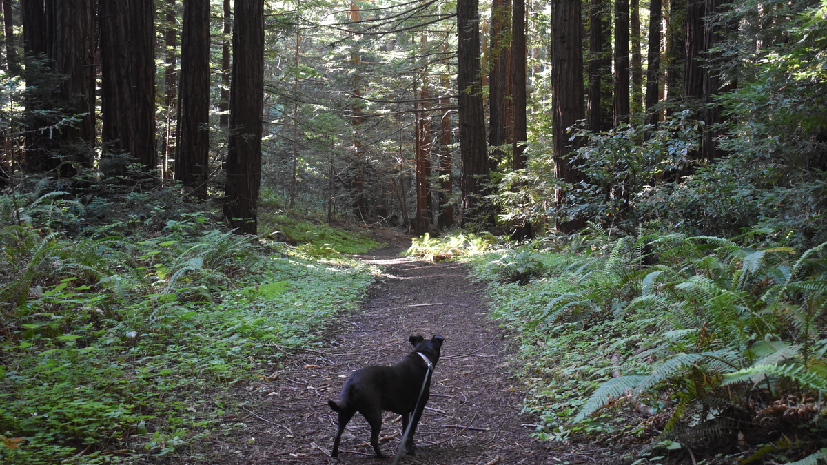 Willa, the author's dog, takes in the sights, sounds and smells of the Loma Mar Redwoods along Pescadero Creek Redwood. (Kate Bradshaw/Bay Area News Group)