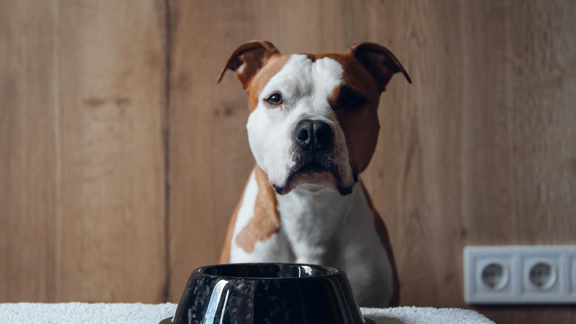 Attention, Pet Parents: These Are the Best Dry Dog Foods According to Amazon Shoppers 