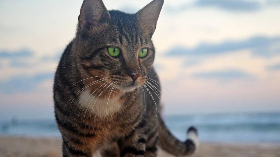 A tabby cat on the beach.