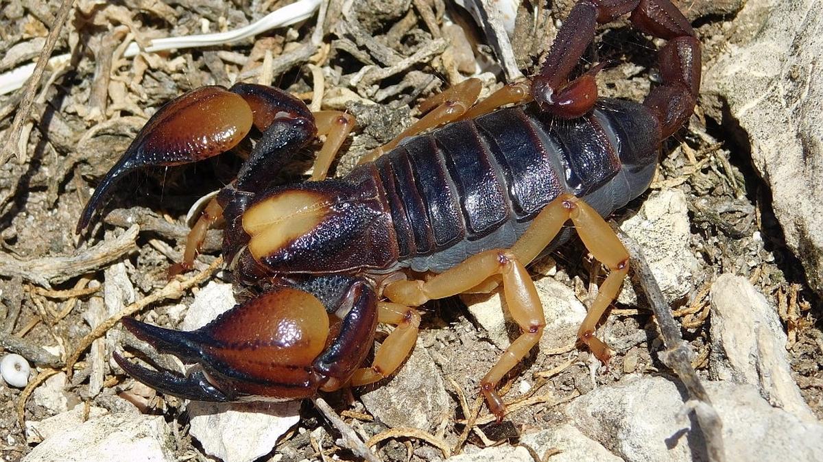 Peninsular Burrowing Scorpion (Opistophthalmus latro). (Paul Bester via SWNS). 