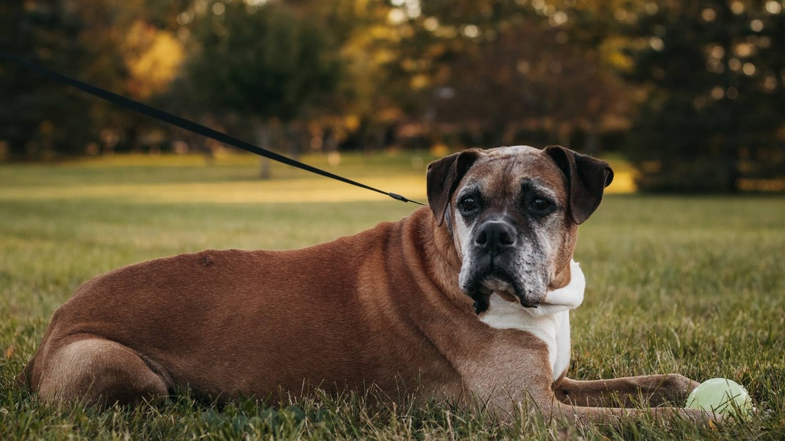 Heartbroken Boxer Surrendered to Shelter With a Letter From The Child Who Loved Him 