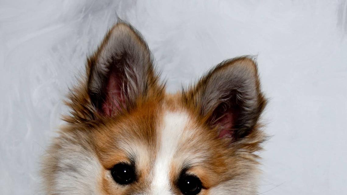 The Rarest Dog Breed in the United States Is an Affectionate, Loyal Bundle of Love 