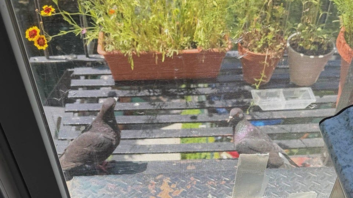 These apps send texts at the rate of a pigeon – and users are flocking 