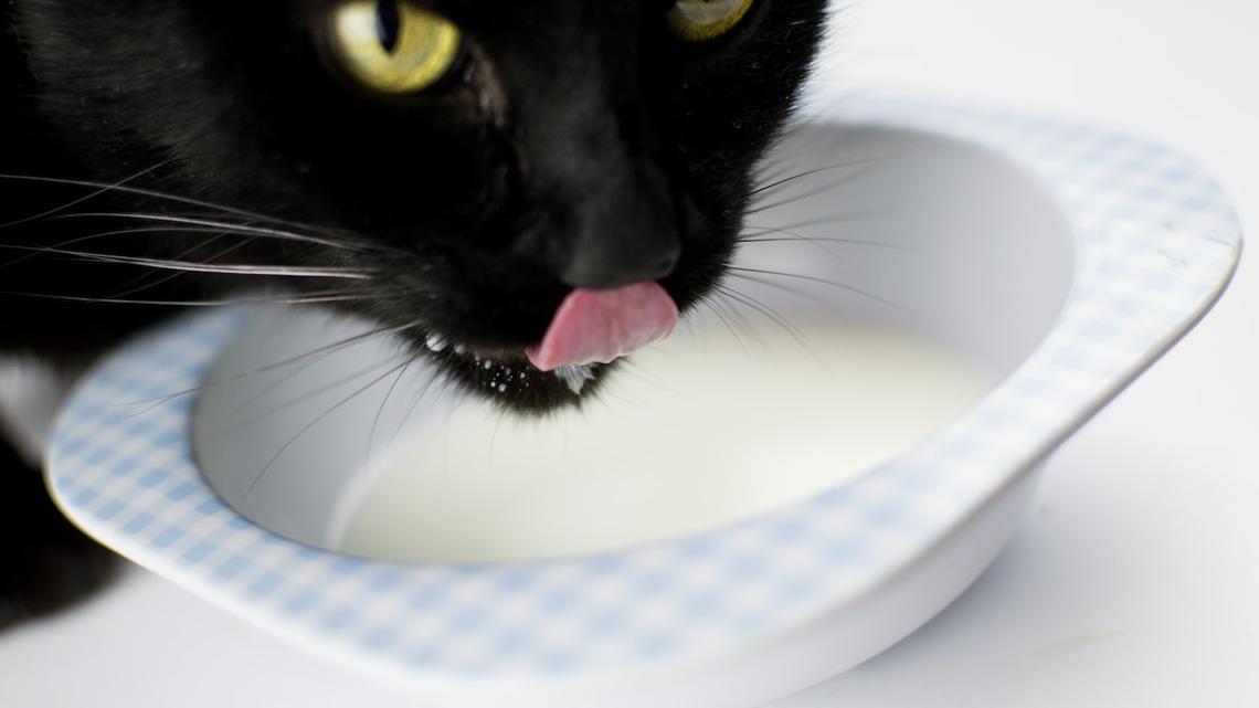Black Cat Gets Milk All Over His Face and Is Totally Lost in the Sauce 