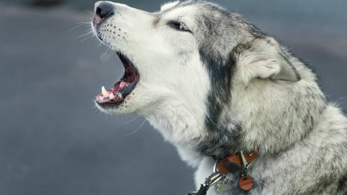 Husky howling. 