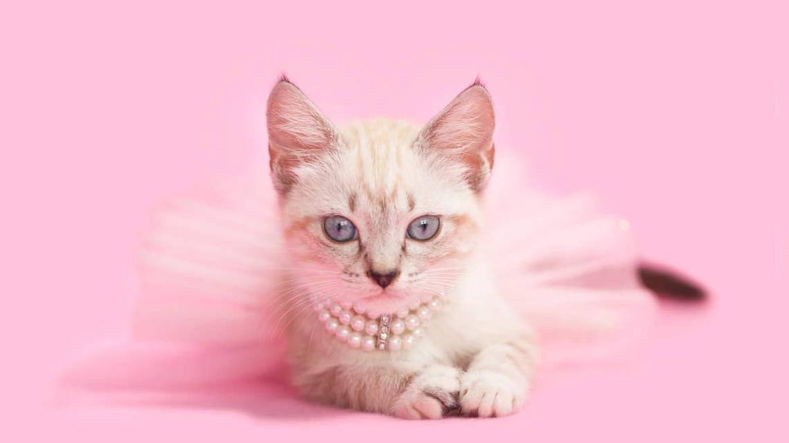 Influencer Does Ultimate Luxury Birthday Haul for Her Cat and You Won't Believe It 