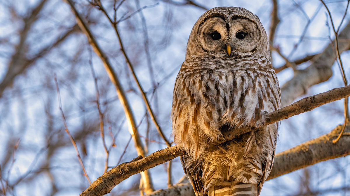 A barred owl seen in the trees along the Deschutes River in Bend, Oregon. (Wasim Muklashy/Dreamstime/TNS)