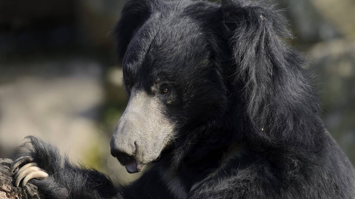 Brookfield Zoo's Sloth Bear Rocks Ponytails and People Can't Handle the Cuteness 