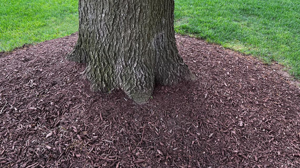 The Common Mulch Mistake That Causes Root Rot 