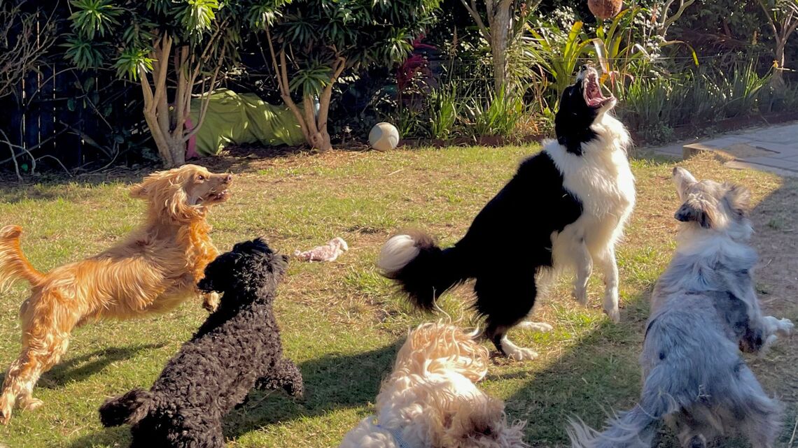 Your Dog Can't Tell You Daycare Is Stressful-But There Are Signs