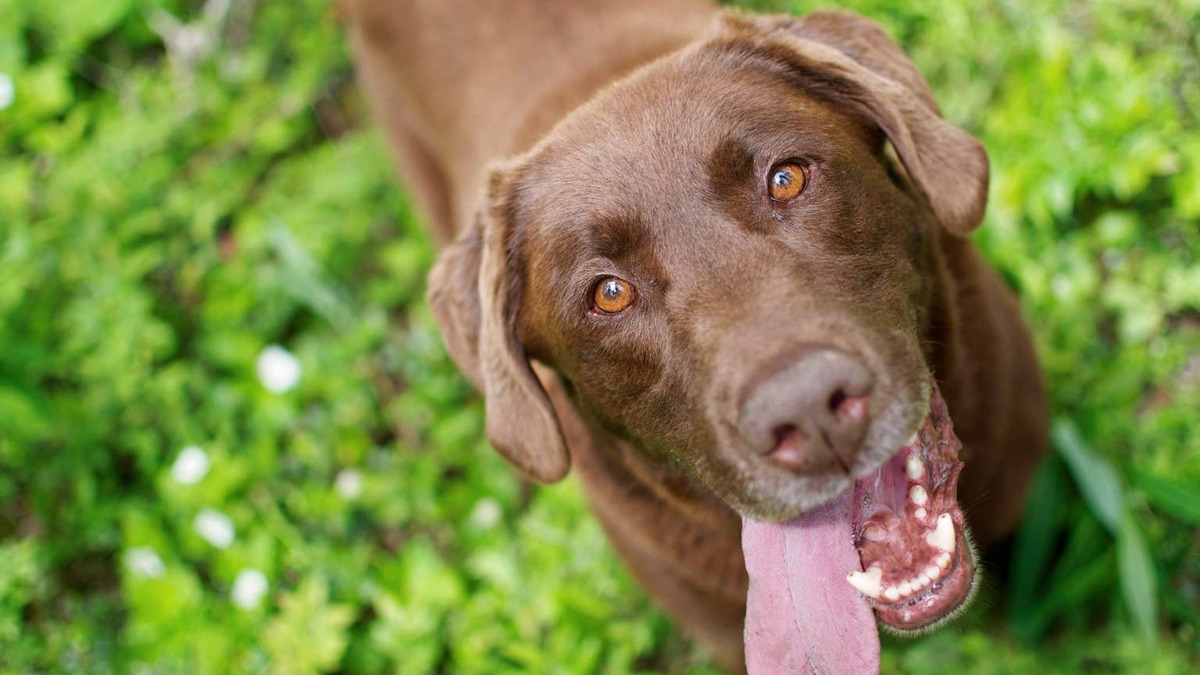 Happy Chocolate Labrador looking up with tongue out. 