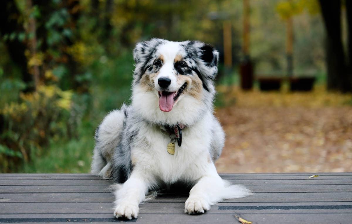  Not a low-maintenance dog for first-time owners.